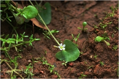 Nymphoides parvifolia